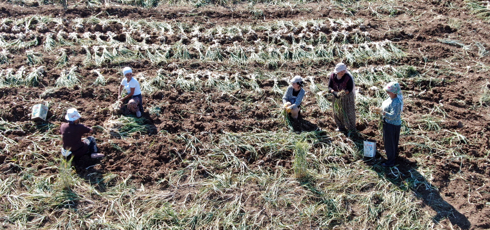 Kastamonu’nun Taşköprü ilçesinde hasadına başlanılan dünyaca ünlü Taşköprü sarımsağı, internetten