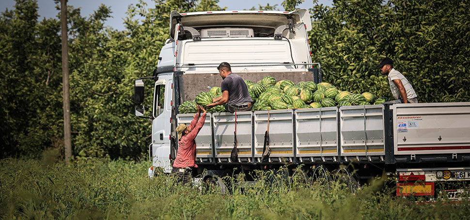 Kızılırmak Nehri’yle beslenen Bafra Ovası’nda karpuz hasadı başladı. Verimli arazilere