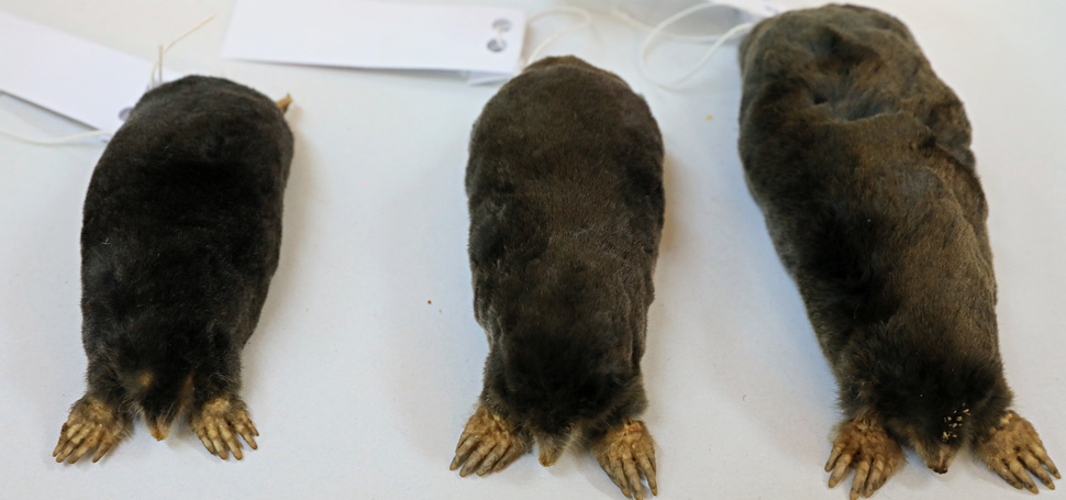 Ondokuz Mayıs Üniversitesi (OMÜ) akademisyenlerinin öncülük ettiği çalışmayla Anadolu’da keşfedilen