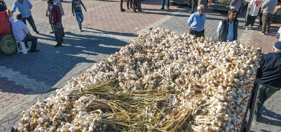Kastamonu’da Taşköprü sarımsağı pazarının sezon açılışı yapıldı. Taşköprü Belediye Başkanı