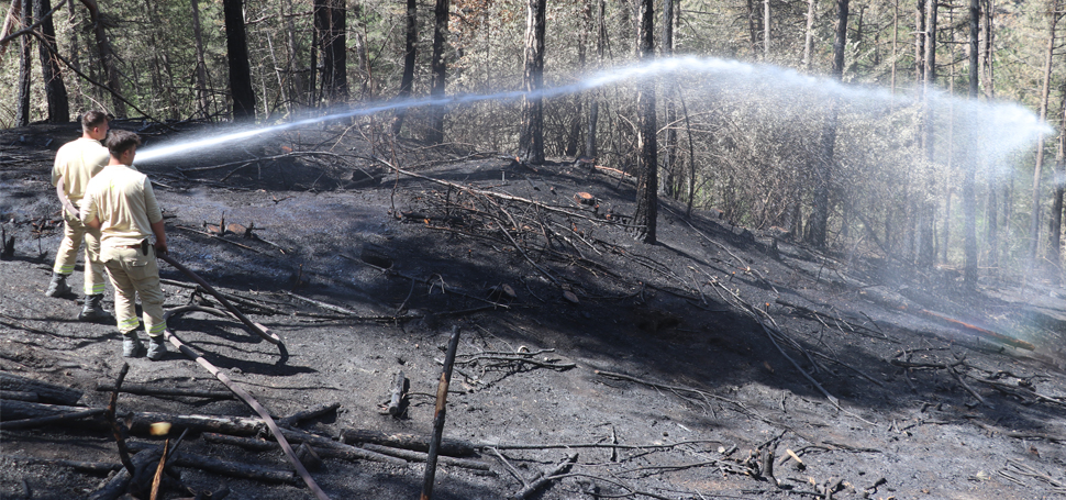 Bolu Orman Bölge Müdürü Mahmut Şentürk, bu yıl kent genelinde