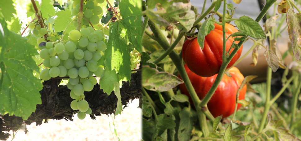Karabük’ün UNESCO Dünya Mirası Listesi’nde yer alan Safranbolu ilçesinde yetiştirilen