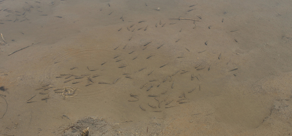 Karabük’te 30 bin sazan yavrusu göl ve göletlere salındı. İl