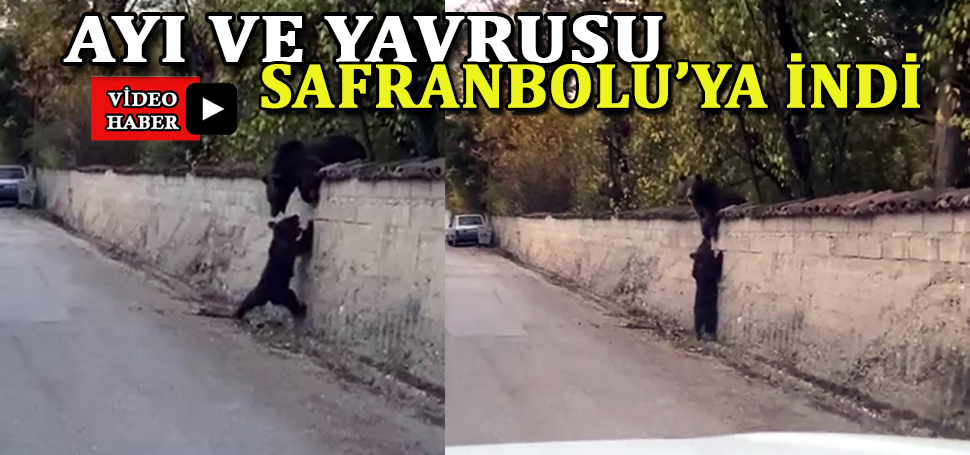 Karabük’ün Safranbolu ilçesinde ormandan şehre inen ayı ve yavrusu cep