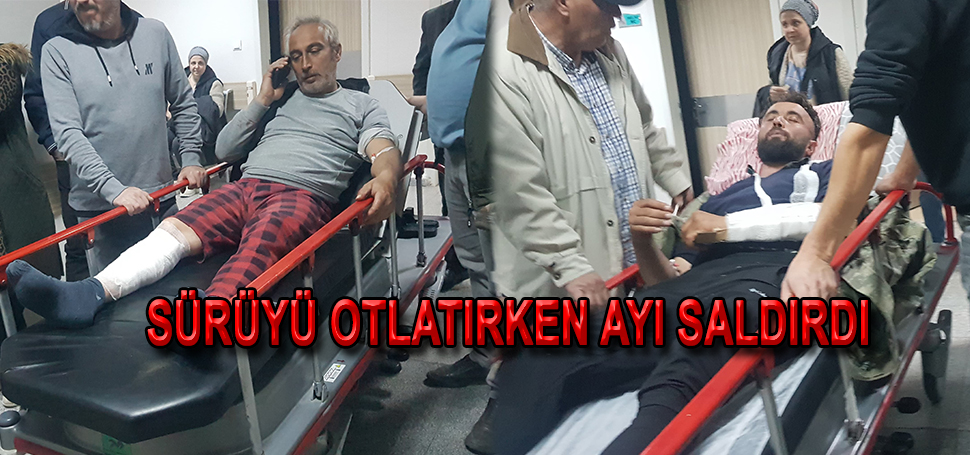 AYI SALDIRAN İKİ KİŞİ ÖLÜMDEN DÖNDÜ Karabük’ün Yenice ilçesinde sürüyü otlatan 2 kişi, ayı saldırısı sonucu
