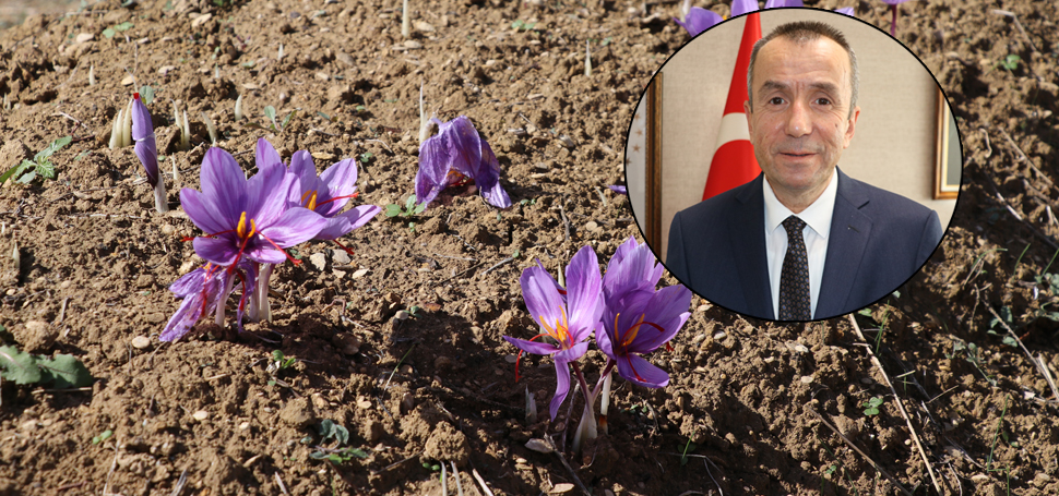 Karabük’ün Safranbolu ilçesinde, 8 köyde 28 üretici tarafından 81 dekar