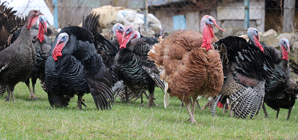 Karabük’te serbest gezen hindiler, yılbaşı öncesi hayvan pazarlarında ve sipariş