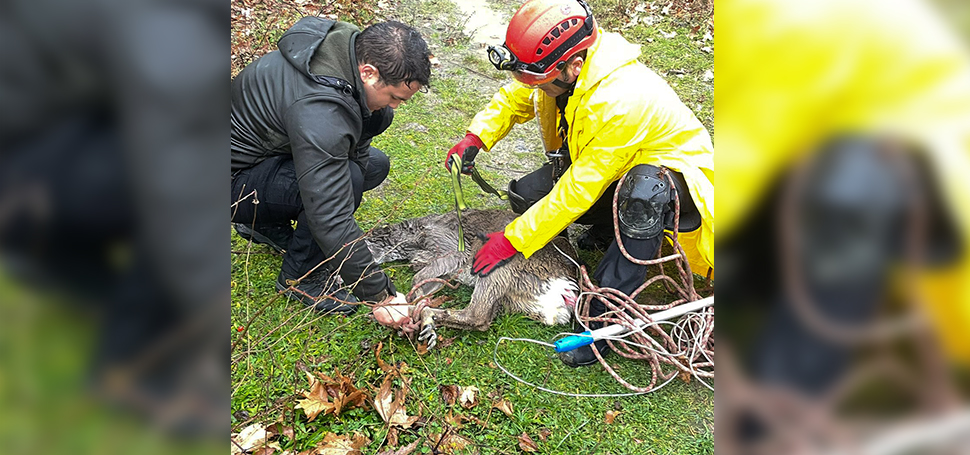 Safranbolu’da su kanalına düşen karaca, ekiplerce kurtarılıp doğal ortamına bırakıldı.