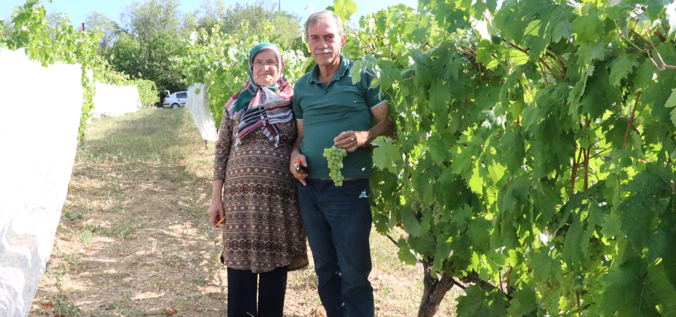 Karabük’ün UNESCO Dünya Mirası Listesi’nde yer alan Safranbolu ilçesinde yetiştirilen