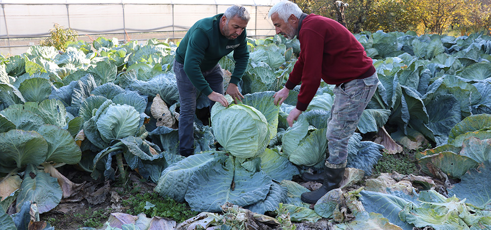 Karabük’ün Eskipazar ilçesinde yetiştirilen ve lezzetiyle ön plana çıkan “Eskipazar