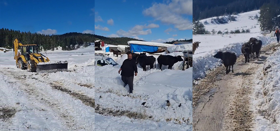 Karabük’ün Safranbolu ilçesinde yaylada hayvanlarıyla birlikte karda mahsur kalan bir