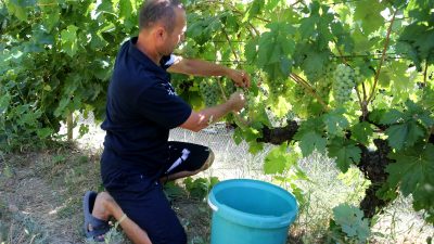Karabük'ün Safranbolu ilçesinde yetiştirilen coğrafi işaret tescilli "çavuş üzümü"nde hasat
