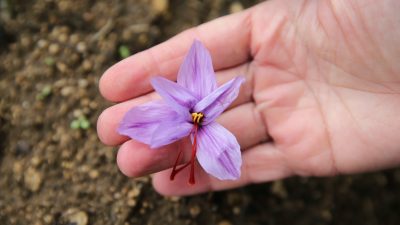Türkiye'de ağırlıklı olarak Karabük'ün Safranbolu ilçesinde yetiştirilen ve "mucize bitki"