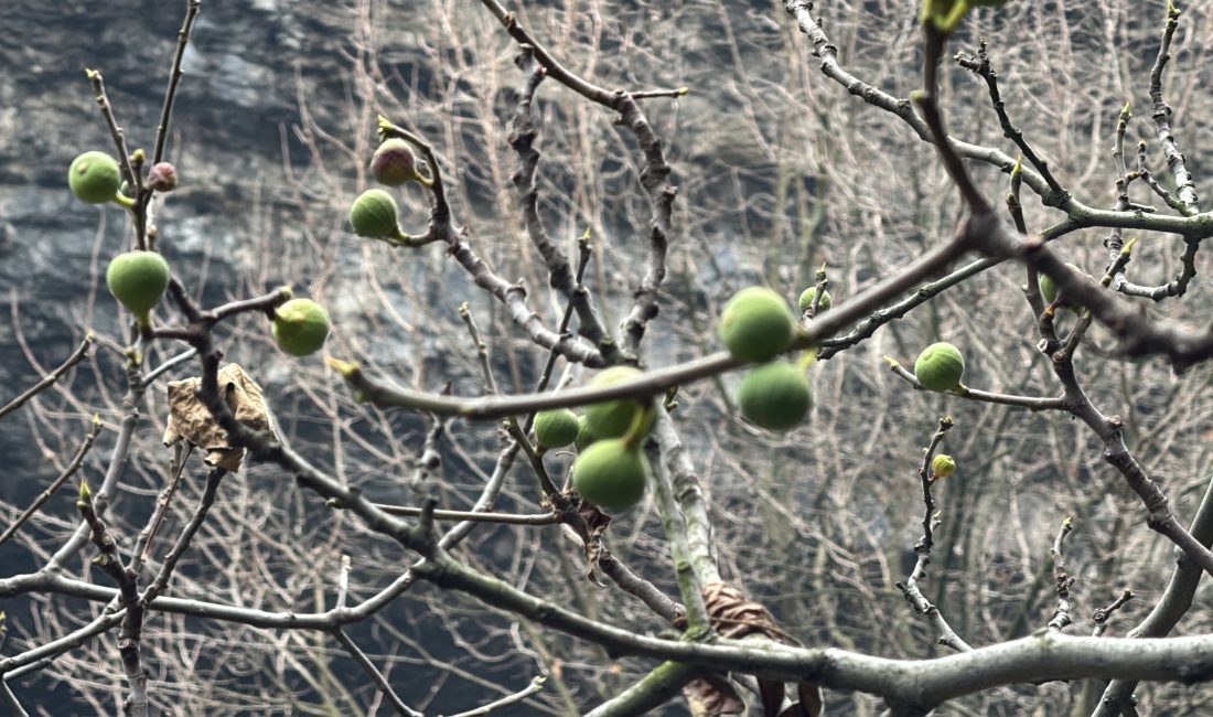 Karabük’ün Safranbolu ilçesinde Aralık ayında bir incir ağacının meyve vermesi