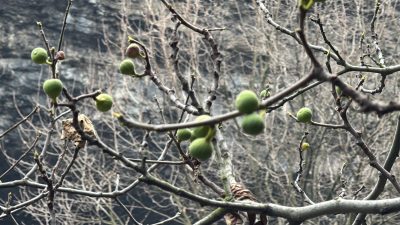 Karabük’ün Safranbolu ilçesinde Aralık ayında bir incir ağacının meyve vermesi