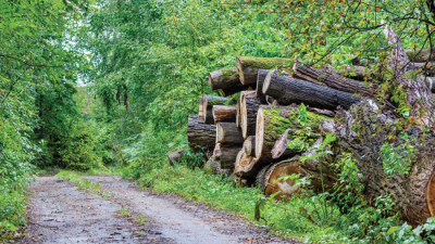 Orman Genel Müdürlüğü tarafından yapılan uygulamada, kooperatifler aracılığıyla yaptırılan orman