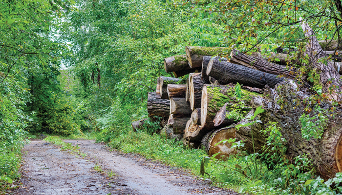 Orman Genel Müdürlüğü tarafından yapılan uygulamada, kooperatifler aracılığıyla yaptırılan orman