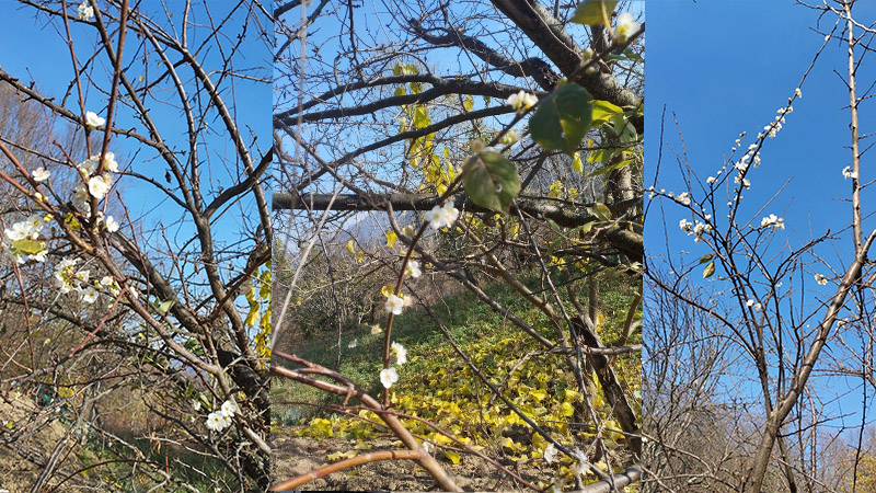 Karabük’ün Yenice ilçesine bağlı Değirmenyanı köyünde Aralık ayında çiçek açan