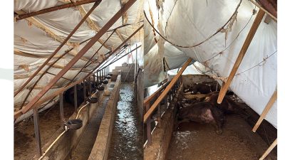 Karabük’te etkili olan yoğun kar yağışı nedeniyle üzeri çadırla kaplı