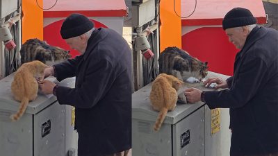 Karabük’ün Safranbolu ilçesinde bir yaşlı adamın, sokak kedileri için aldığı