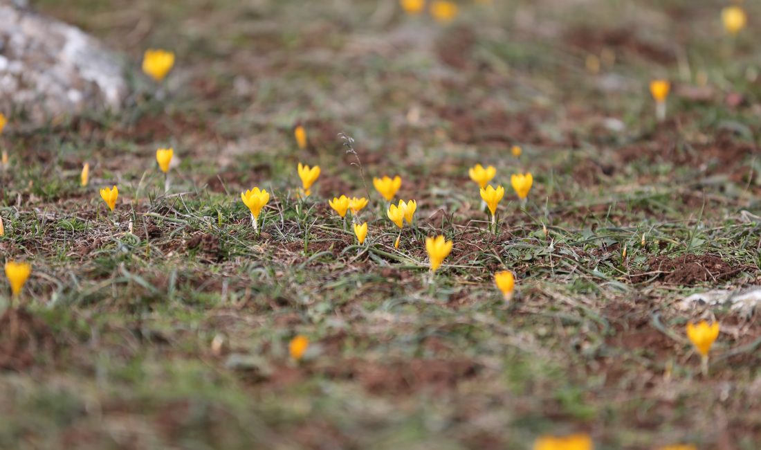 Karabük‘ün Eflani ilçesinde baharın müjdecisi olarak bilinen çiğdemler erken çiçek