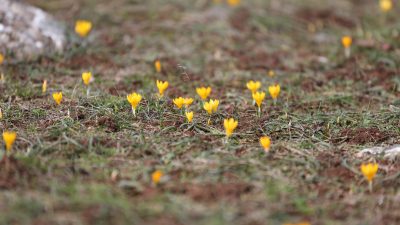 Karabük‘ün Eflani ilçesinde baharın müjdecisi olarak bilinen çiğdemler erken çiçek