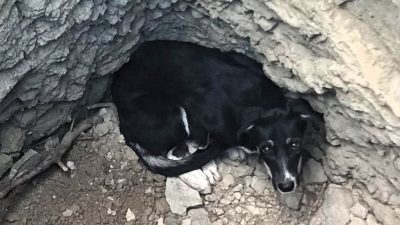 Karabük‘te kuyuya düşen sahipsiz köpek, itfaiye ekiplerince kurtarıldı. Karabük Köyü Mahallesi