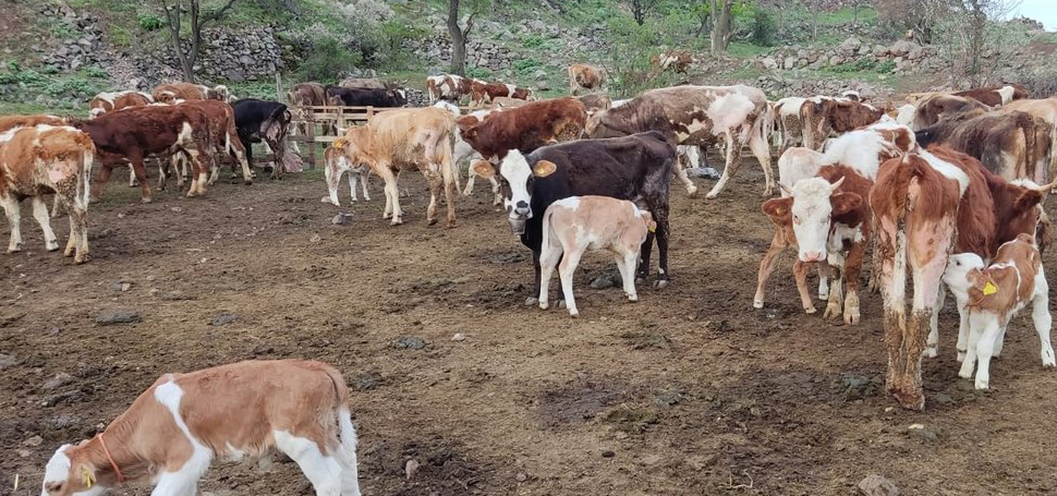 Karabük’te görülen şap hastalığı nedeniyle Eskipazar ilçesi ile Eflani ilçesine
