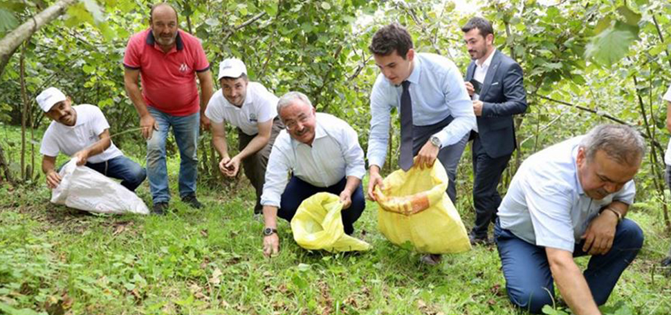 FINDIK İŞÇİSİ VE ÜCRET BELİRSİZLİĞİ KRİZİ Batı Karadeniz Bölgesi Fındık Üreticileri Yardımlaşma ve Dayanışma Derneği Başkanı