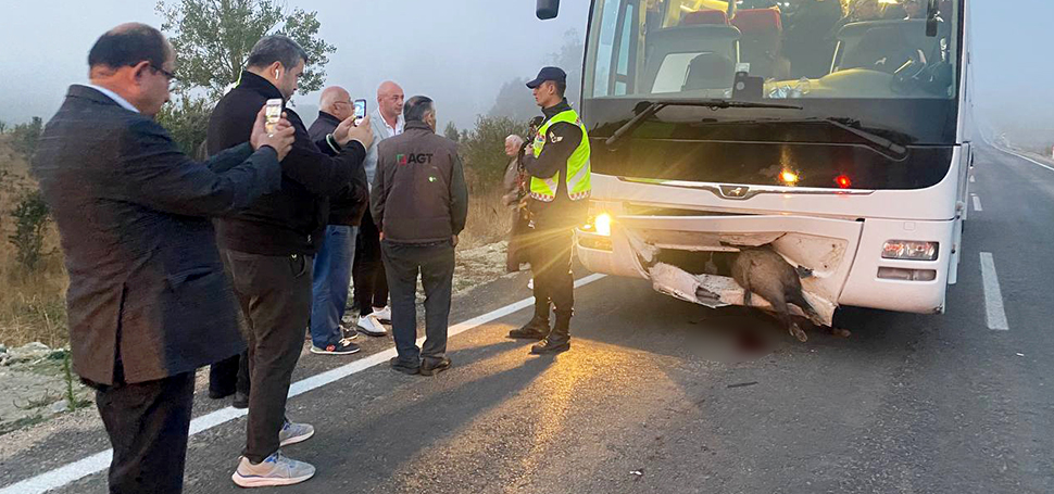  Karabük’ün Eflani ilçesinde otobüsün çarptığı domuz telef oldu. İstanbul’dan Kastamonu’nun