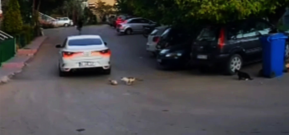 Karabük’te kediyi ezdikten sonra olay yerinden kaçtığı tespit edilen otomobil