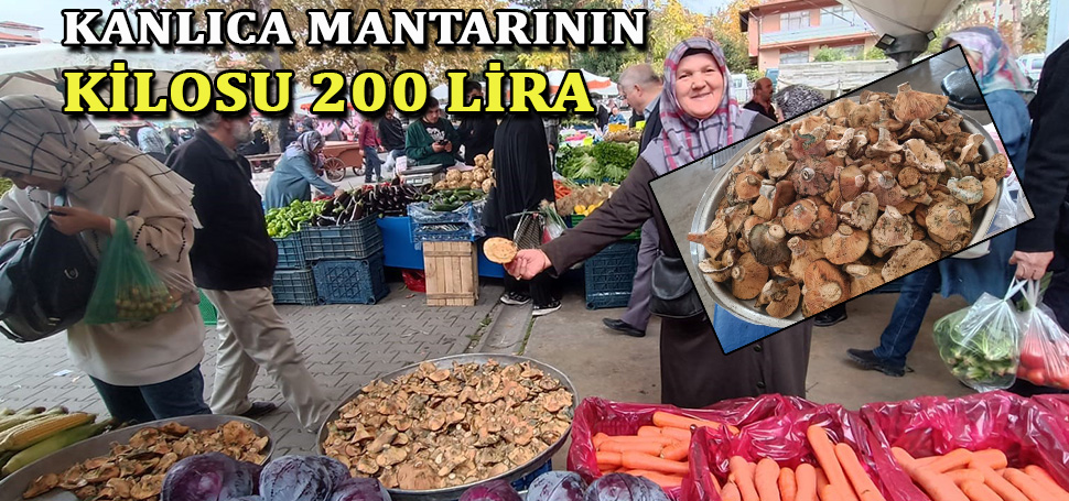 Bilimsel adı ‘Lactarius salmonicolor’ olan kanlıca mantarı Karabük’te kilosu 200 TL’den