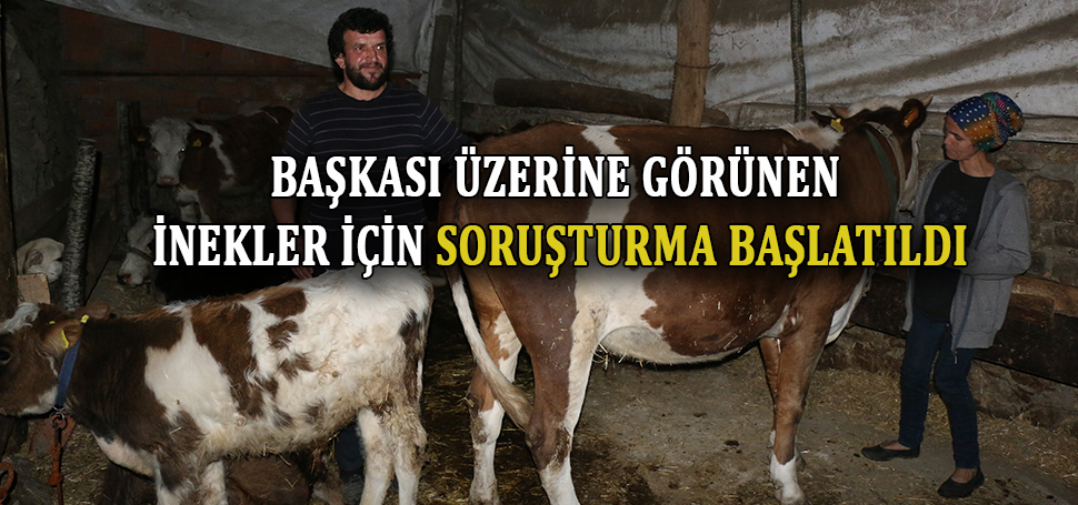 Karabük’ün Ovacık ilçesinde hayvancılık ile uğraşan bir çiftin hayvanlarının 4