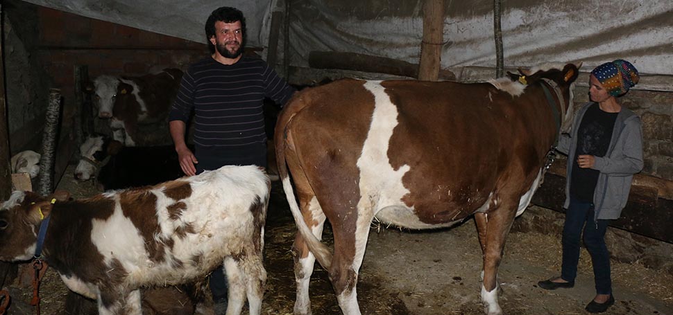 Karabük’ün Ovacık ilçesinde hayvancılık ile uğraşan bir çift hayvanlarının 4