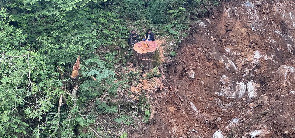Zonguldak’ta dere ıslah çalışması sırasında 1183 yaşındaki porsuk ağacı kesildi.