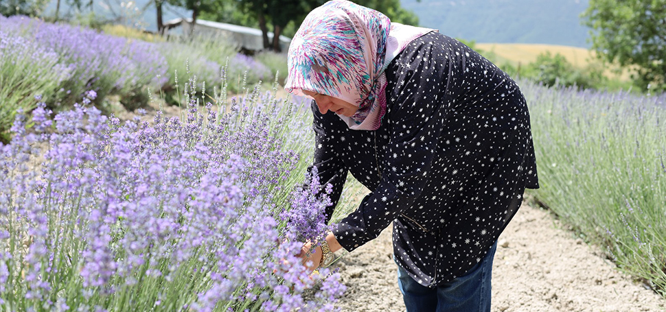 Safranbolu Belediyesinin başlattığı lavanta üretimi her geçen yıl katlayarak artıyor.