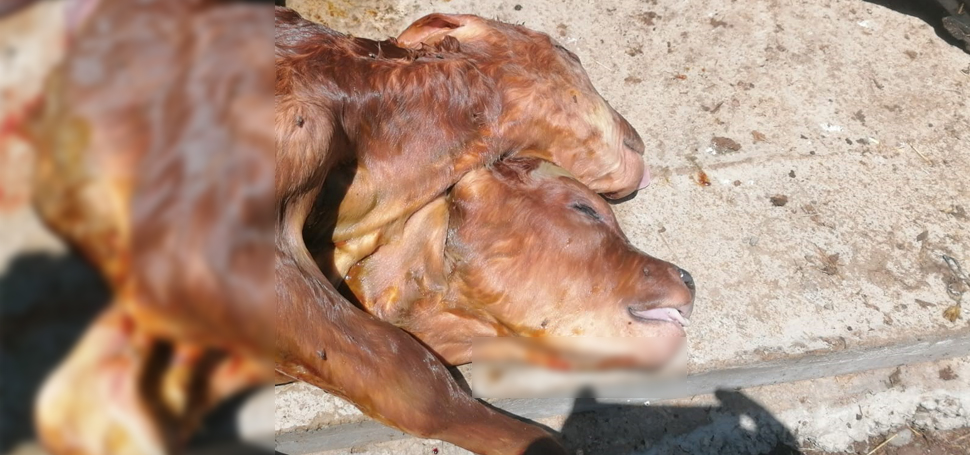 Kastamonu’nun Çatalzeytin ilçesinde çift başlı doğan buzağı görenleri hayrete düşürdü.