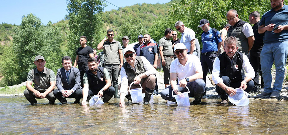 Düzce’nin Yığılca ilçesinde 20 bin benekli alabalık yavrusu dereye bırakıldı,