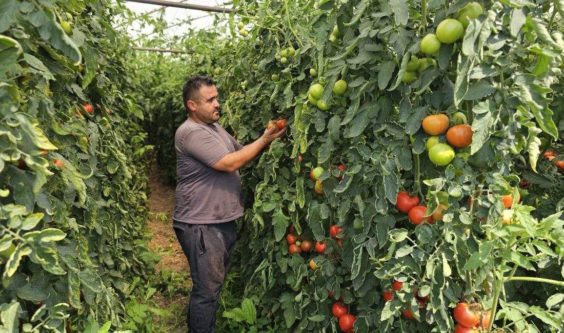 Zonguldak’ta tarım sevgisi ağır basınca baba mesleği mobilyacılık yapmaktan vazgeçen