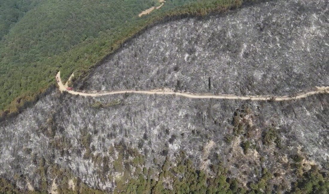 Karabük’ün Arıcak köyü mevkiinde ormanlık alanda çıkan yangında zarar gören
