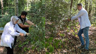 Karabük’ün Yenice ilçesinde, ormanlara zarar veren şimşir güvesi (Cydalima perspectalis)