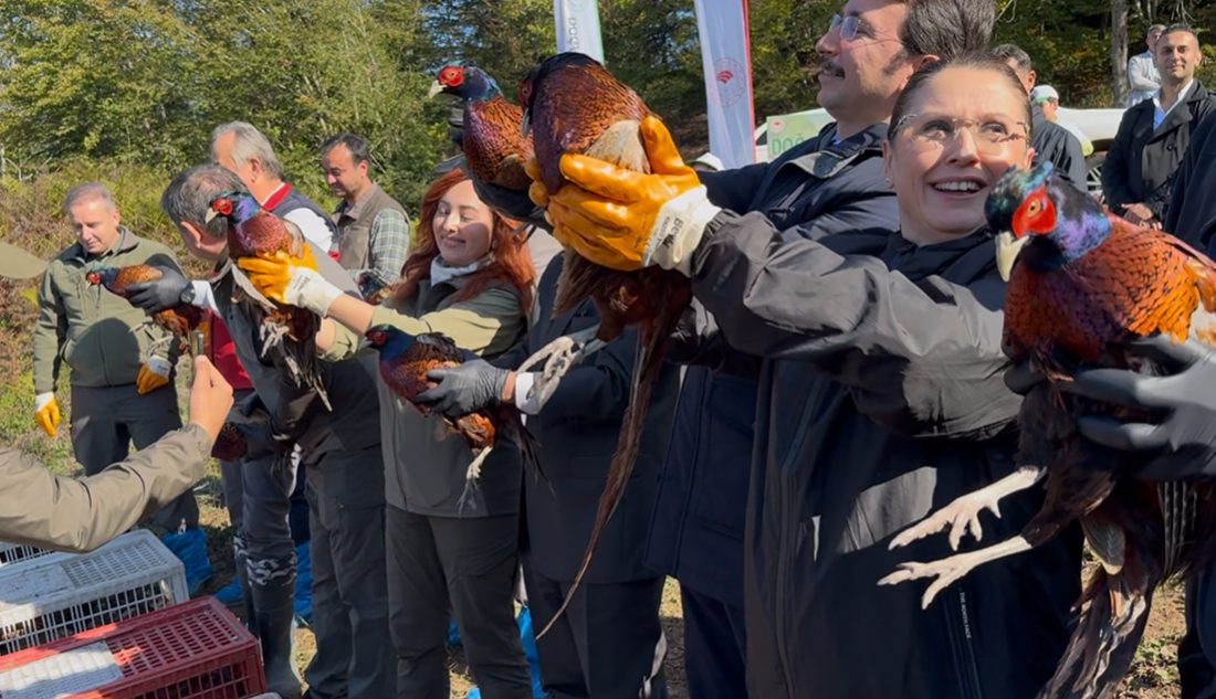 Doğa Koruma ve Milli Parklar (DKMP) Bölge Müdürlüğünce, Bartın’da fındıkta