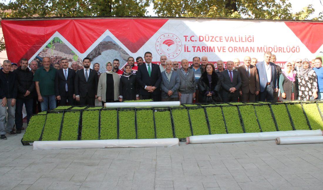 Düzce’de marul yetiştiriciliği yapan 114 üreticiye, 30 dekar alan için