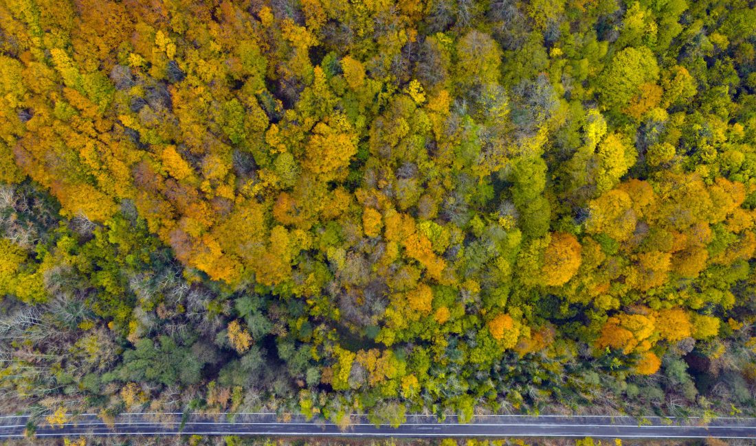 Ağaç tünel yol Safranbolu ve Amasra arasında köprü oluşturuyor Karabük ile Bartın arasındaki karayolunun 5 kilometrelik bölümünde sağlı sollu uzanan