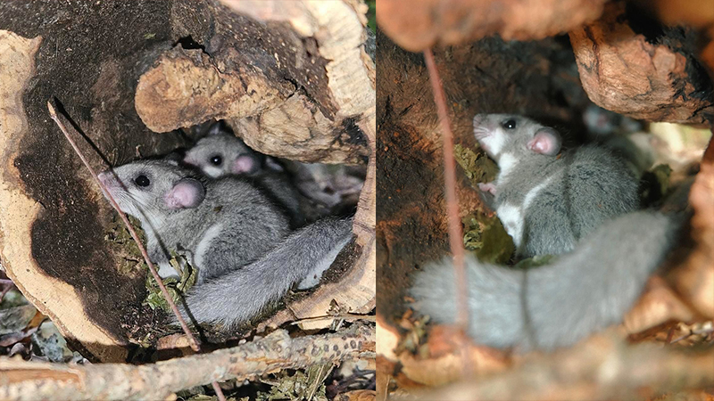 Yenice Ormanlarında ‘Yediuyur’ yavruları görüldü Karabük’ün doğal güzellikleriyle ünlü Dünya Doğayı Koruma Vakfı (WWF) tarafından