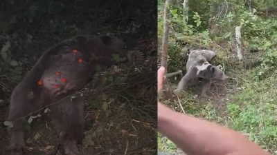 Kapana yakalanan ayı kurtarıldı Karabük’ün Yenice ilçesine bağlı Yortan Beldesi mevkiinde, yabani hayvanları yakalamak