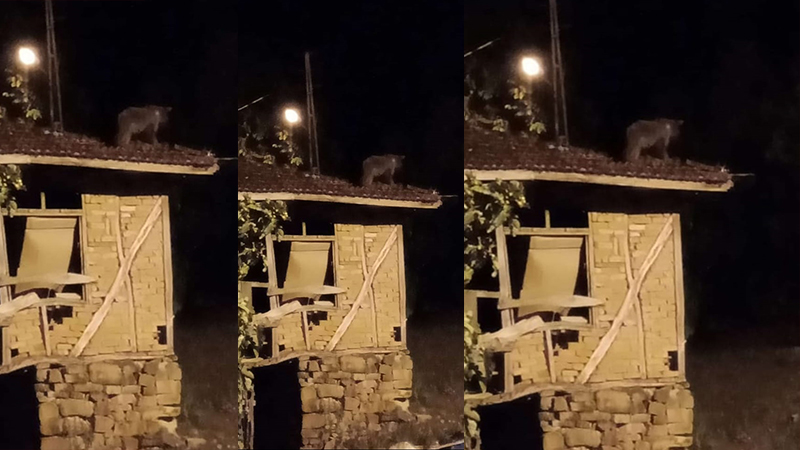 Ormanlarda aç kalan ayılar köylere inerek yiyecek arıyor. Safranbolu Nebioğlu
