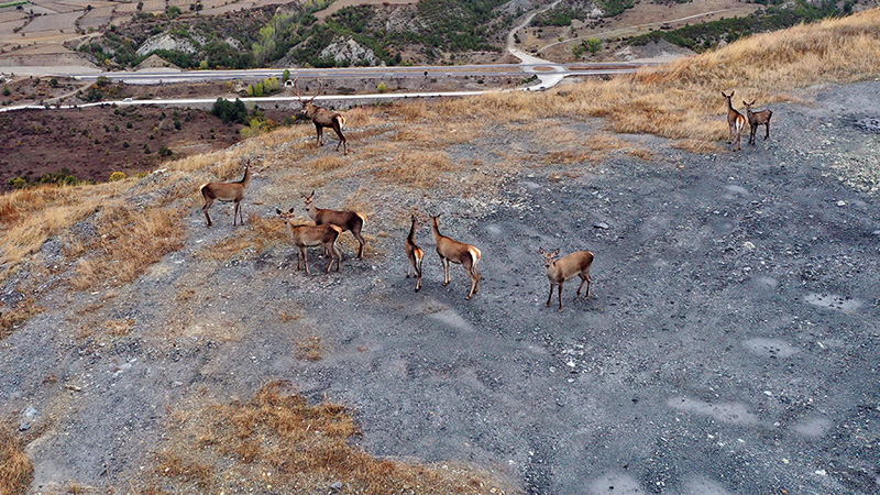 Kastamonu'nun Hanönü ilçesinde bulunan kızıl geyikler, doğal ortamında dronla kaydedildi.