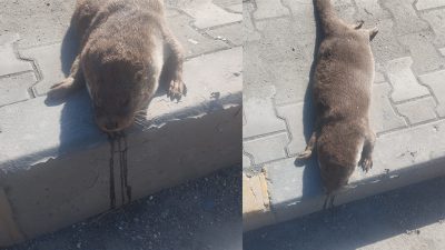 Karabük’te, nesli tükenme tehlikesi altında bulunan bir su samuru, yolun