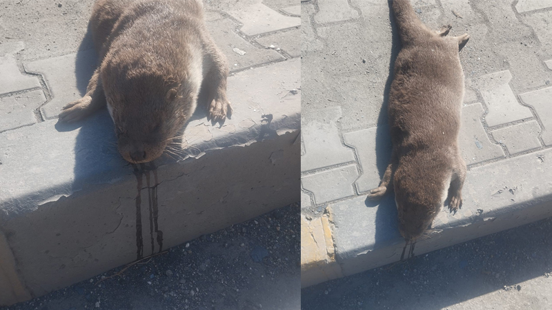 Karabük’te aracın çarptığı su samuru telef oldu Karabük’te, nesli tükenme tehlikesi altında bulunan bir su samuru, yolun